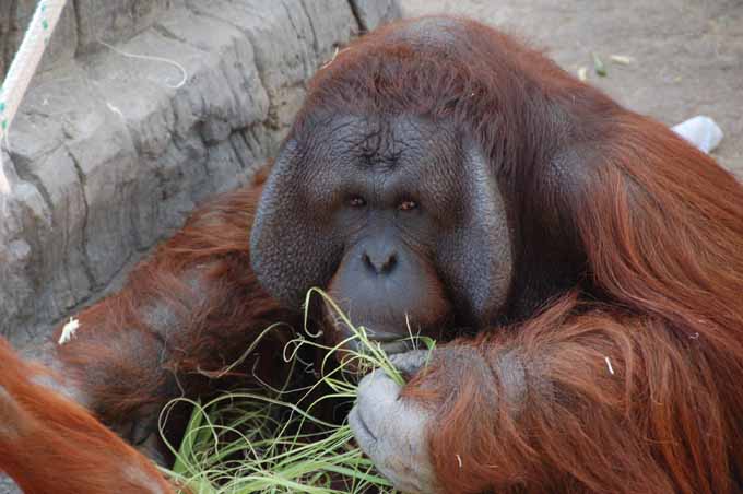 orangutan
